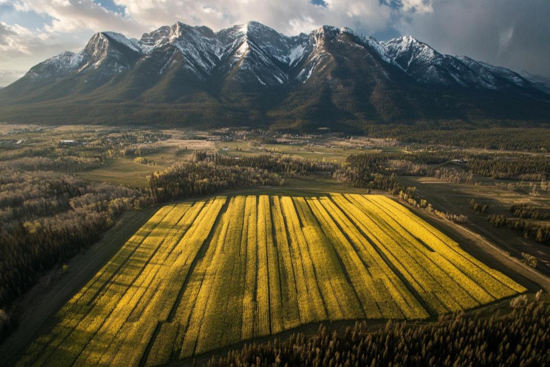 FRSH visual interpretation of Canadian canola fields